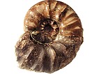 Fossil