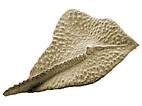 Mikrofossil