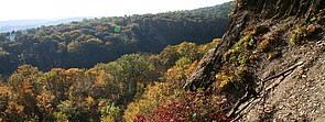 Waldlandschaft