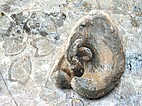Fossil
