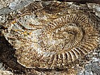 Fossil