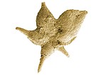 Mikrofossil